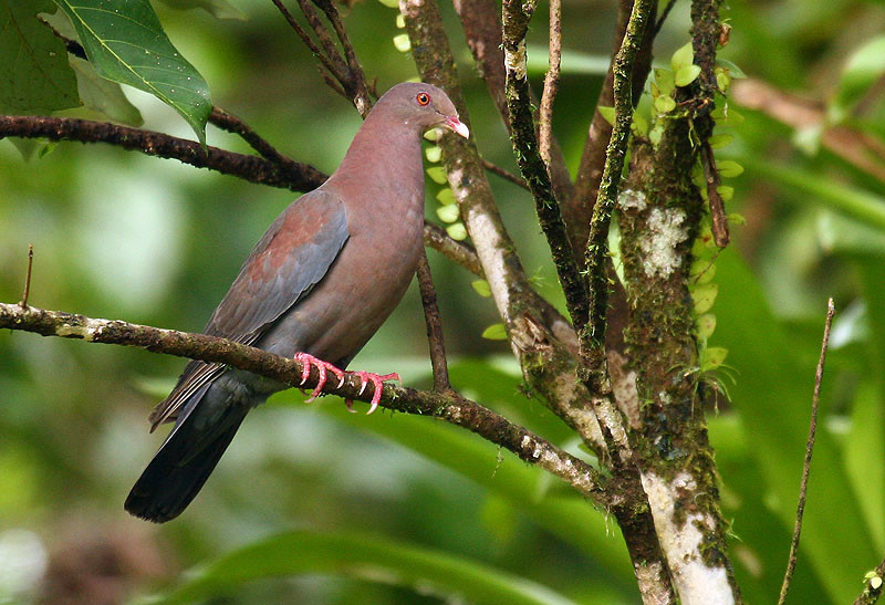 image Red-billed Pigeon